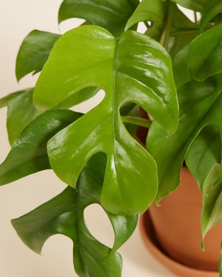 Green leafy plant in a pot on a neutral background