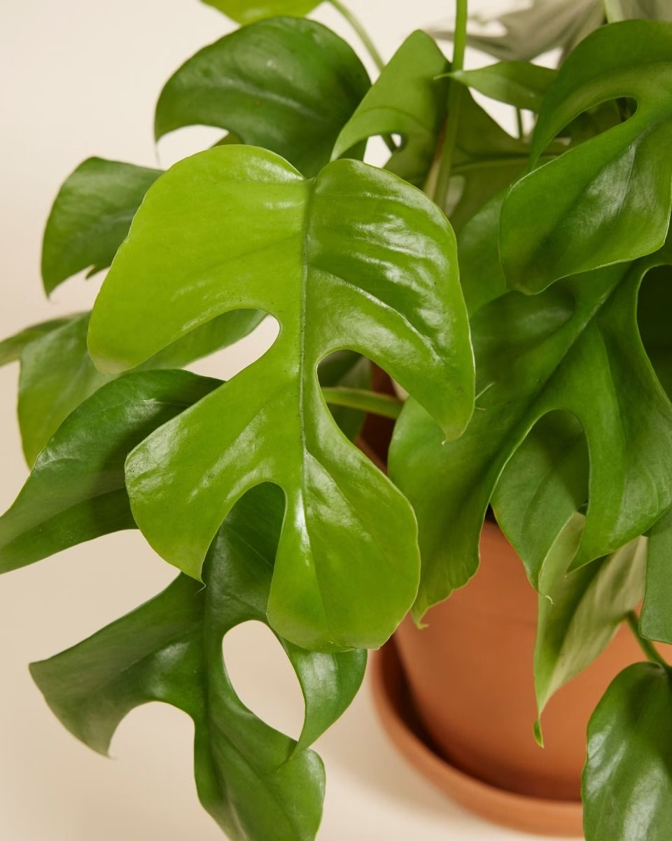 Rhaphidophora Tetrasperma تيتراسبيرما Houseplants