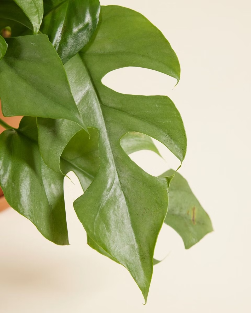 Rhaphidophora Tetrasperma تيتراسبيرما Houseplants