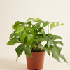 Potted plant with large green leaves on a beige background