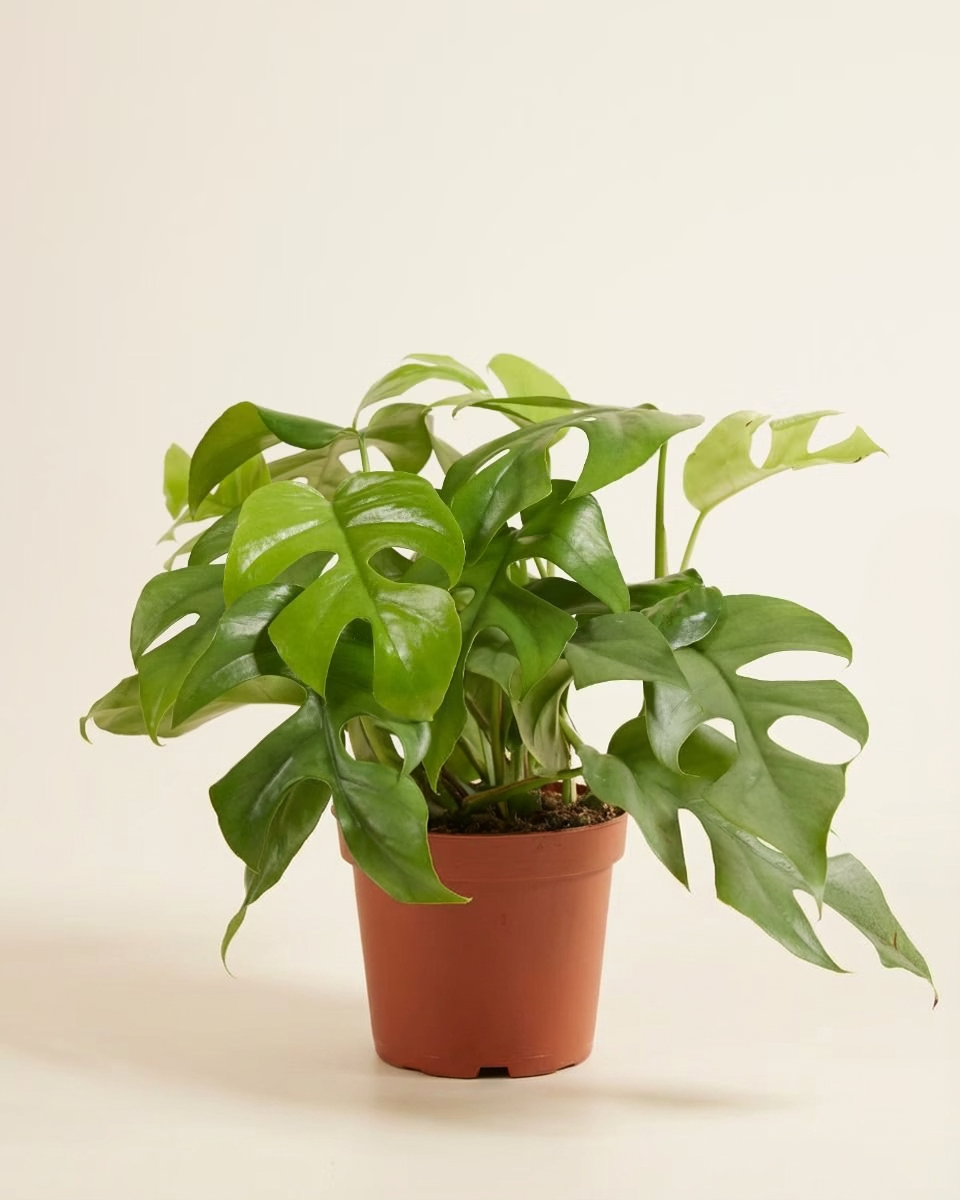 Potted plant with large green leaves on a beige background