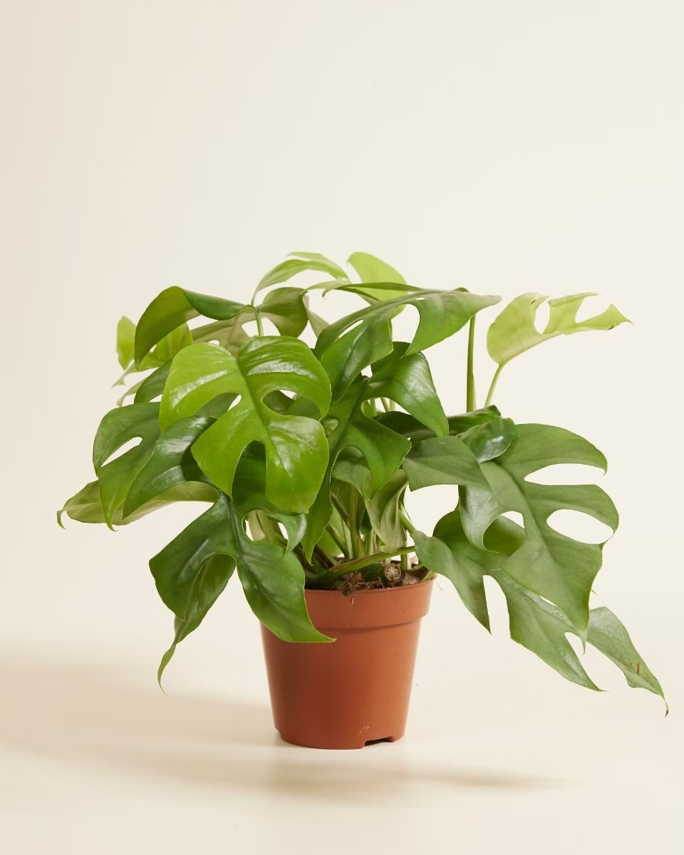 Rhaphidophora Tetrasperma تيتراسبيرما Houseplants