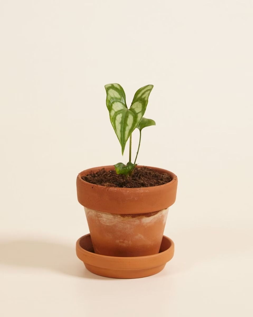 Cercestis Mirabilis Rare House Plant