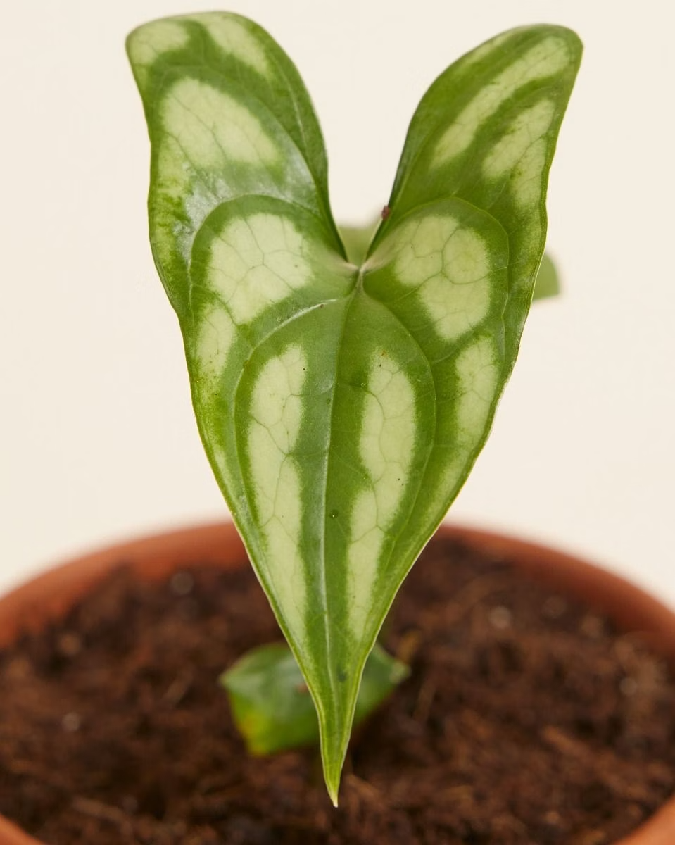 Cercestis Mirabilis Rare House Plant