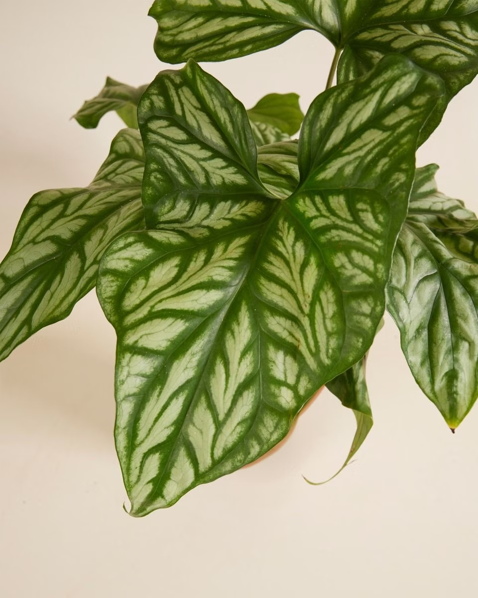 Cercestis Mirabilis (African Embossed Plant)