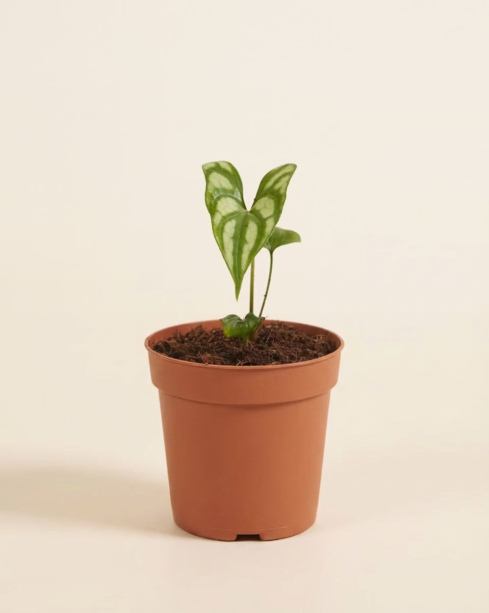 Small potted plant with green leaves in a terracotta pot on a beige background
