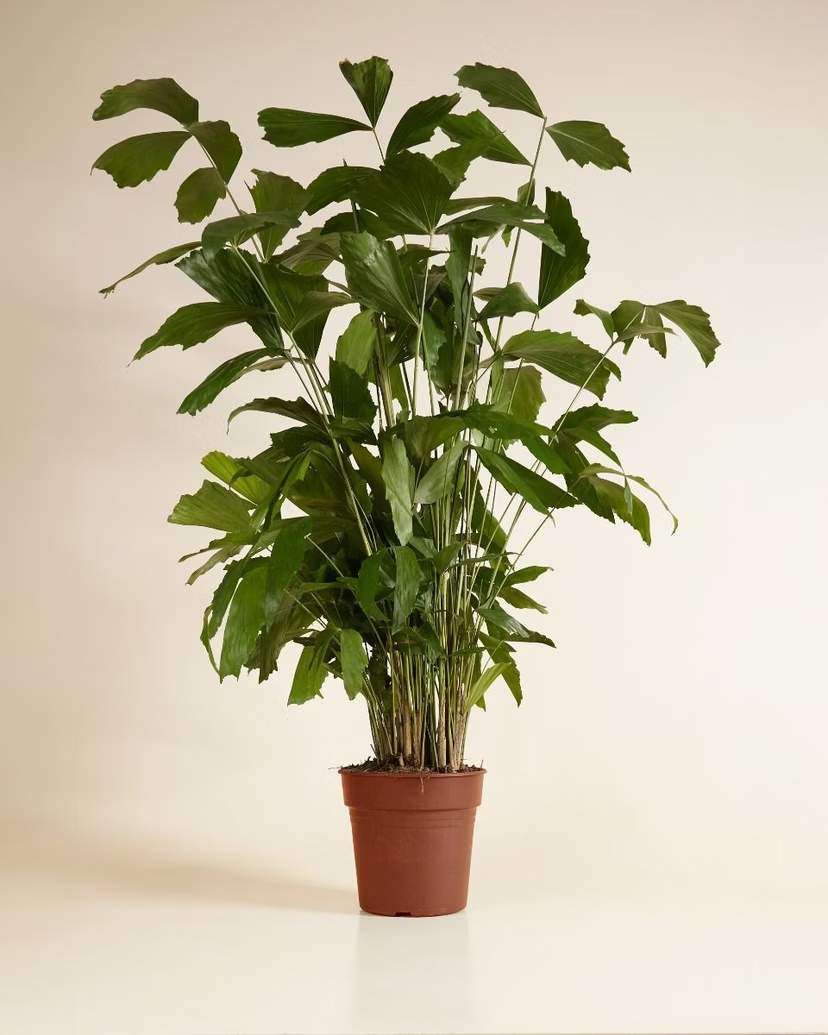 Caryota Mitis (Fishtail palm)