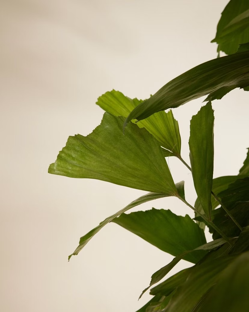 Caryota Mitis (Fishtail palm)