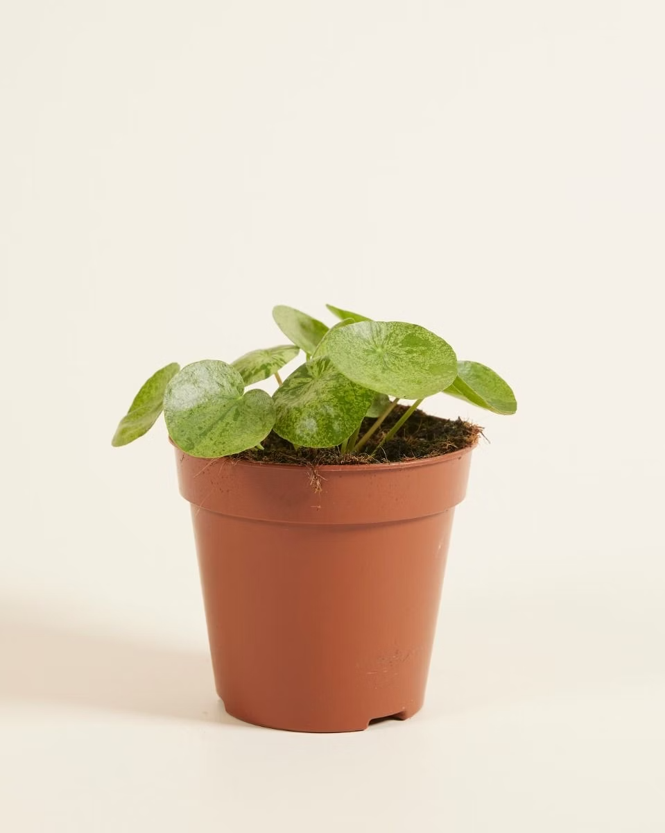 Pilea Mojito (Pancake plant) نبات نادر - بيليا