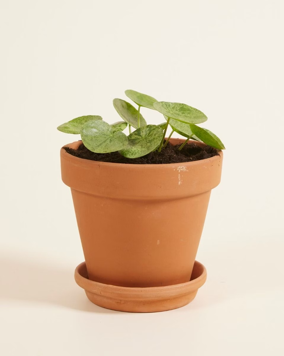 Pilea Mojito (Pancake plant) نبات نادر - بيليا