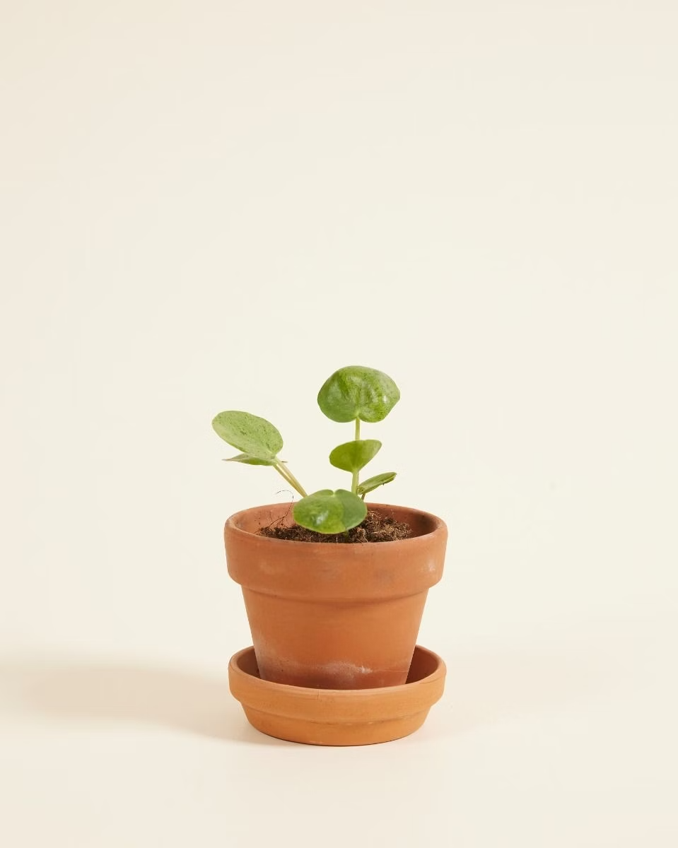 Baby Pilea Mojito (Pancake plant) بيليا