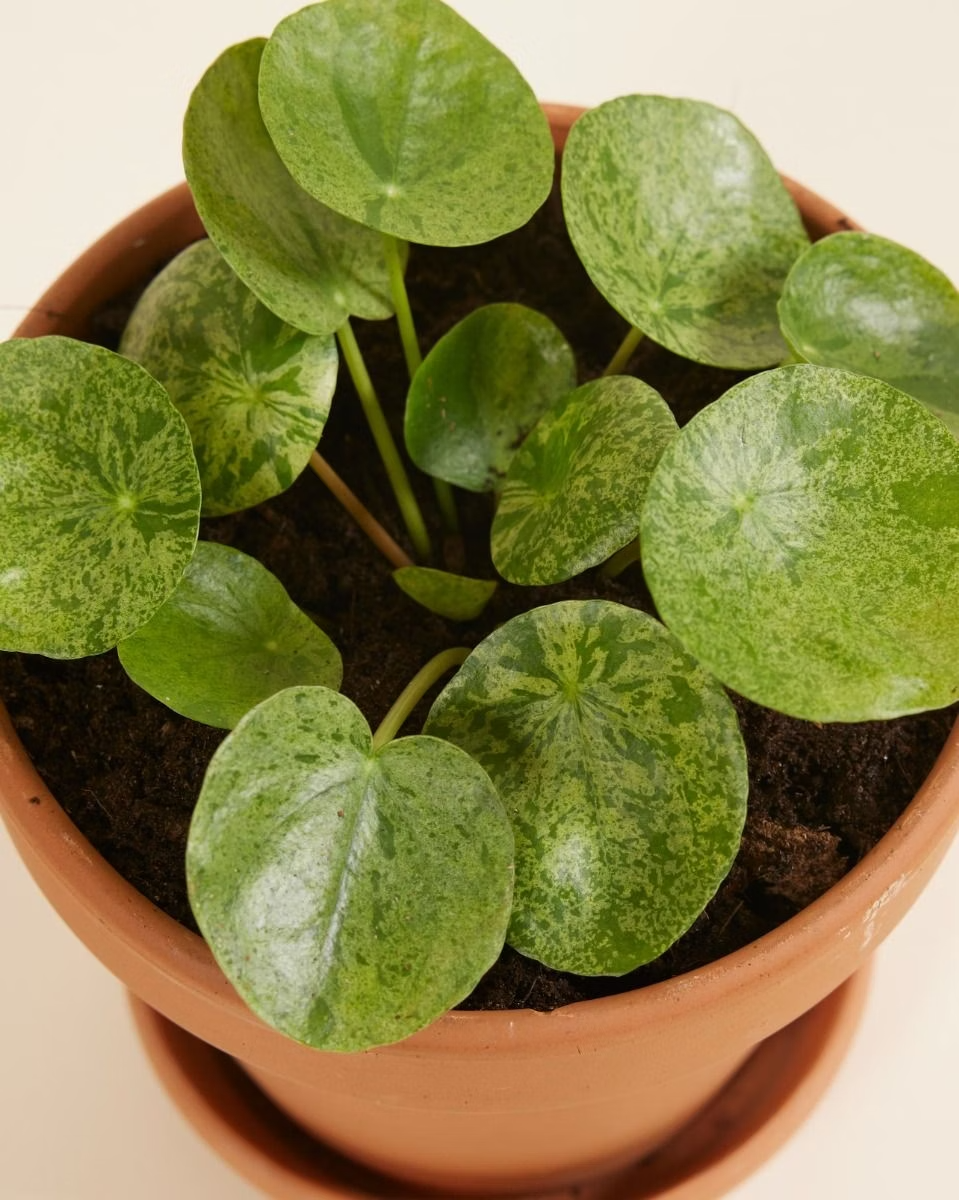 Pilea Mojito (Pancake plant) نبات نادر - بيليا