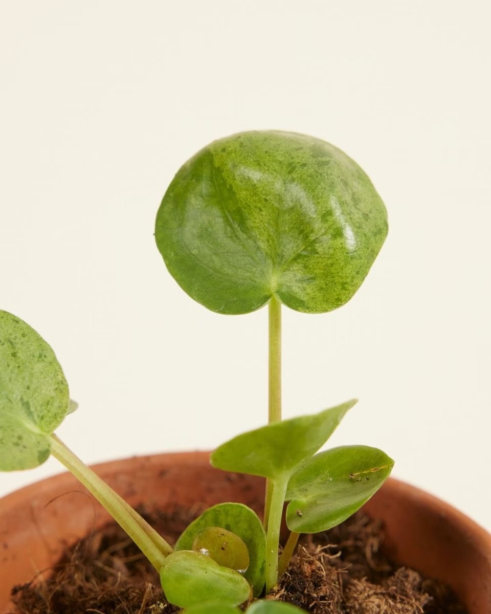 Baby Pilea Mojito (Pancake plant) بيليا