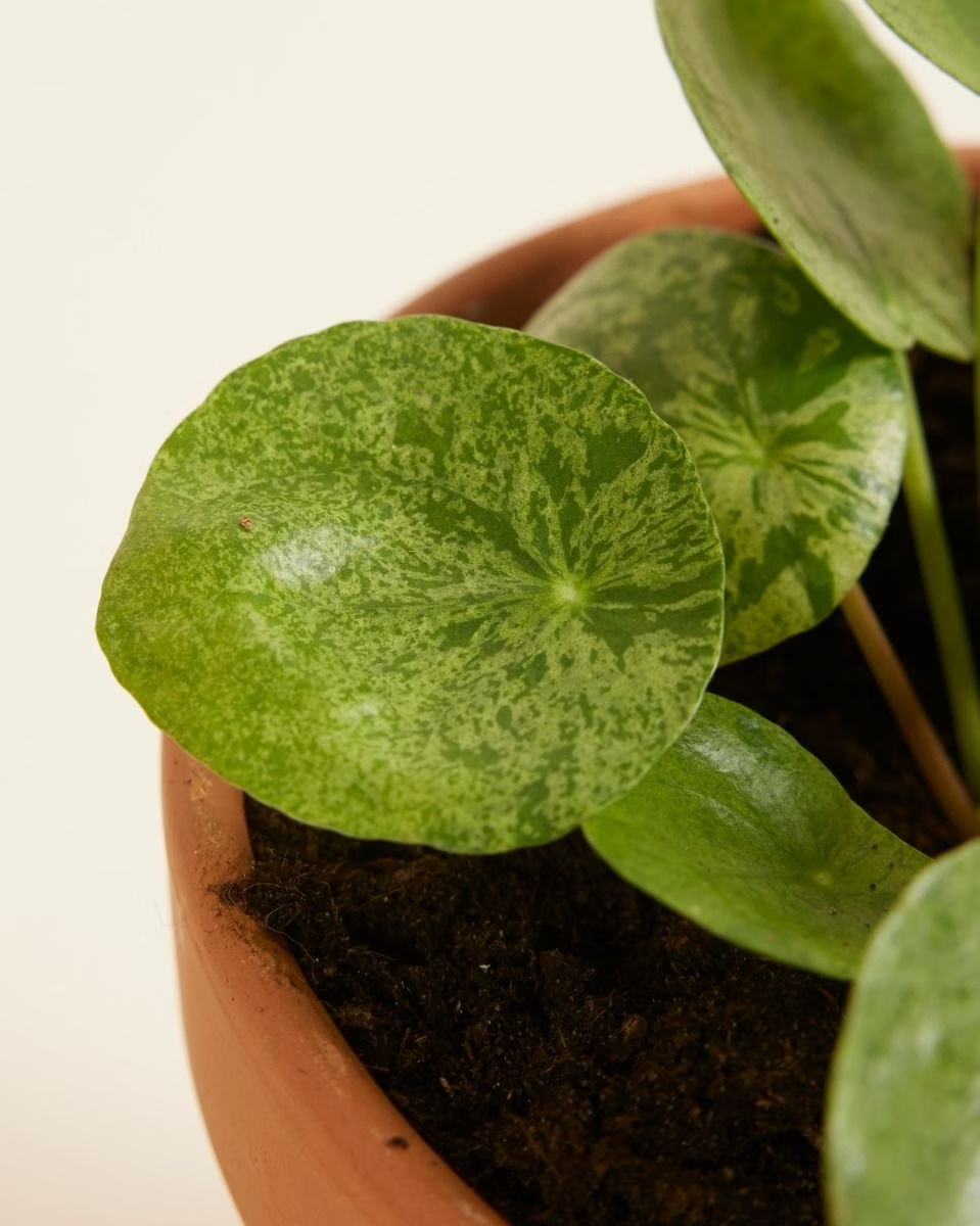 Pilea Mojito (Pancake plant) نبات نادر - بيليا