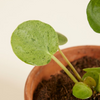 Baby Pilea Mojito (Pancake plant) بيليا