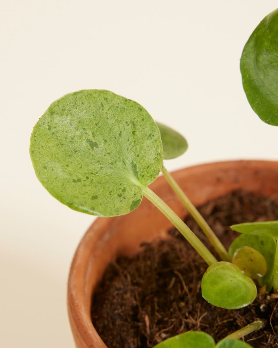 Baby Pilea Mojito (Pancake plant) بيليا