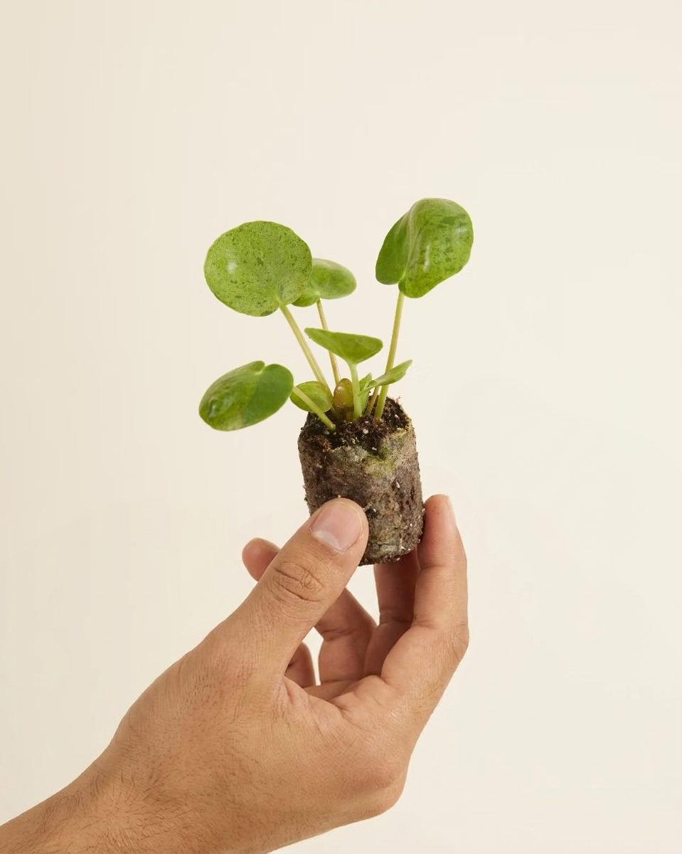 Baby Pilea Mojito (Pancake plant) بيليا