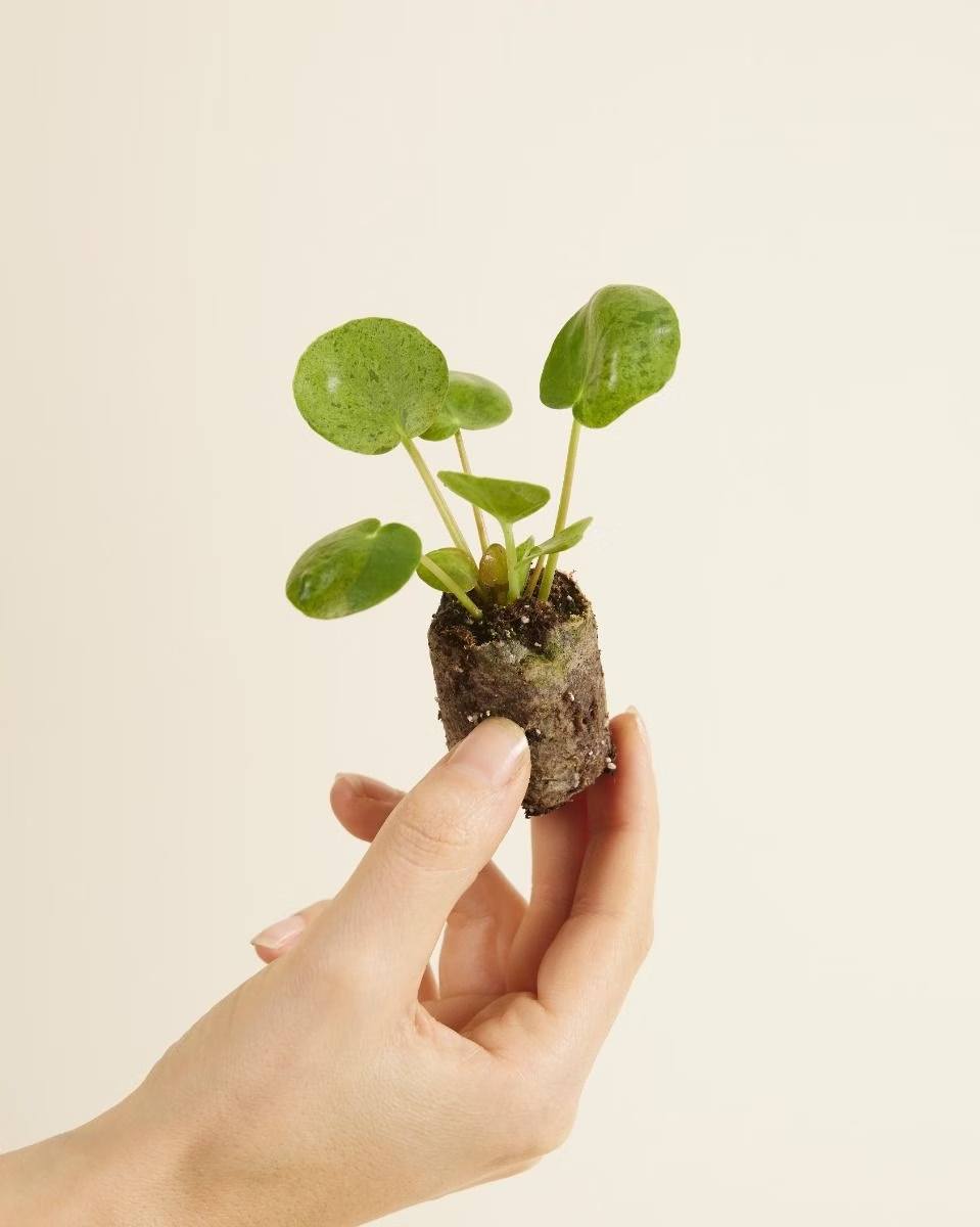 Baby Pilea Mojito (Pancake plant) بيليا