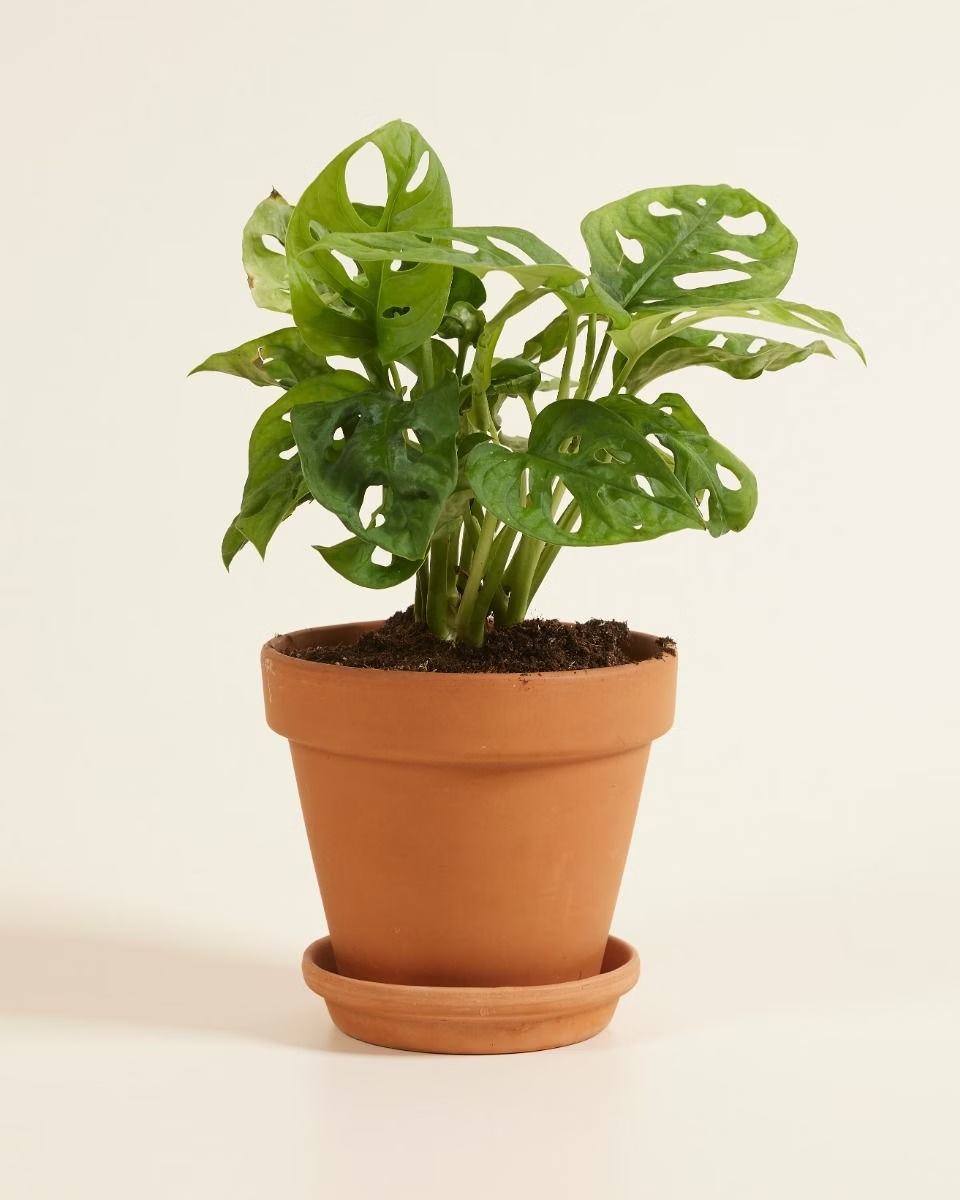 Monkey Mask - Monstera Adansonii مونستيرا أدونسي