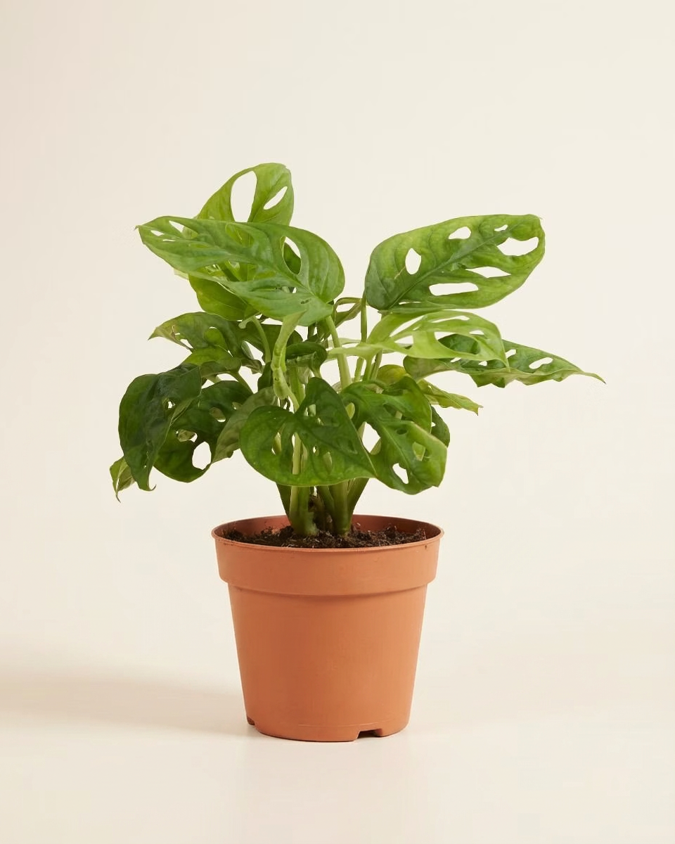 Monkey Mask - Monstera Adansonii مونستيرا أدونسي