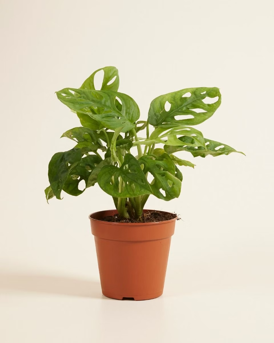 monstera monkey mask vs adansonii Monstera Adansonii