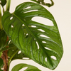 Monstera Adansonii Monkey Mask