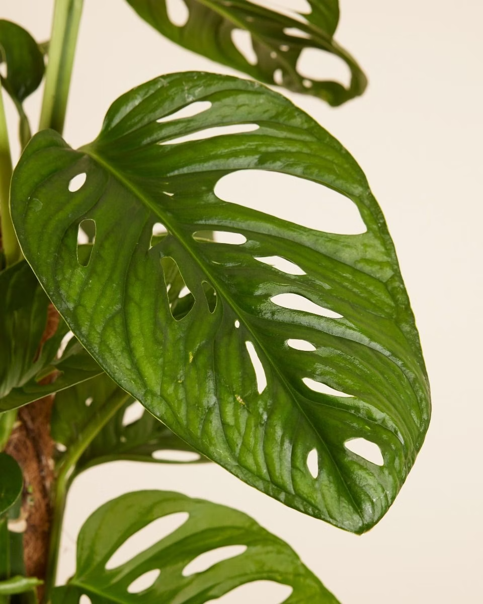 Monstera Adansonii Monkey Mask