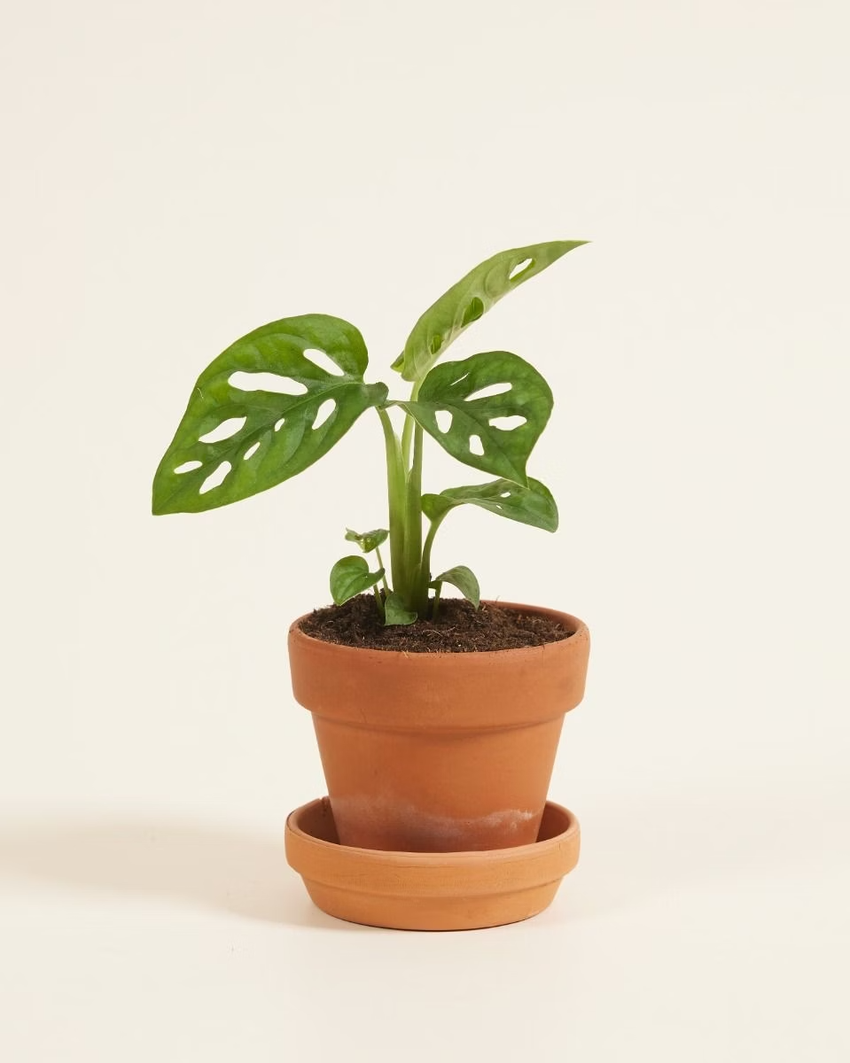 Baby Monstera Adansonii مونستيرا أدونسي