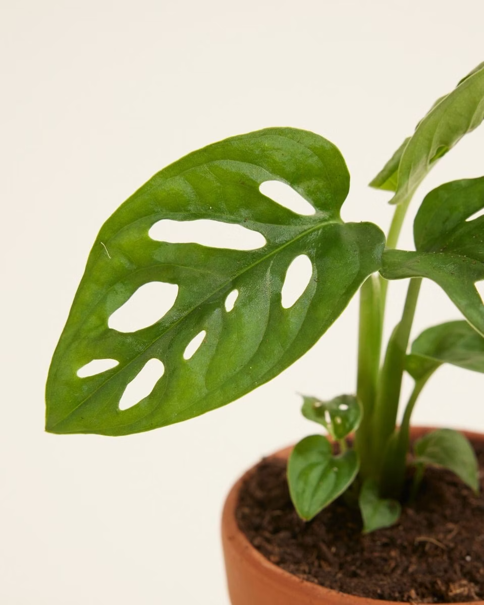 Baby Monstera Adansonii مونستيرا أدونسي