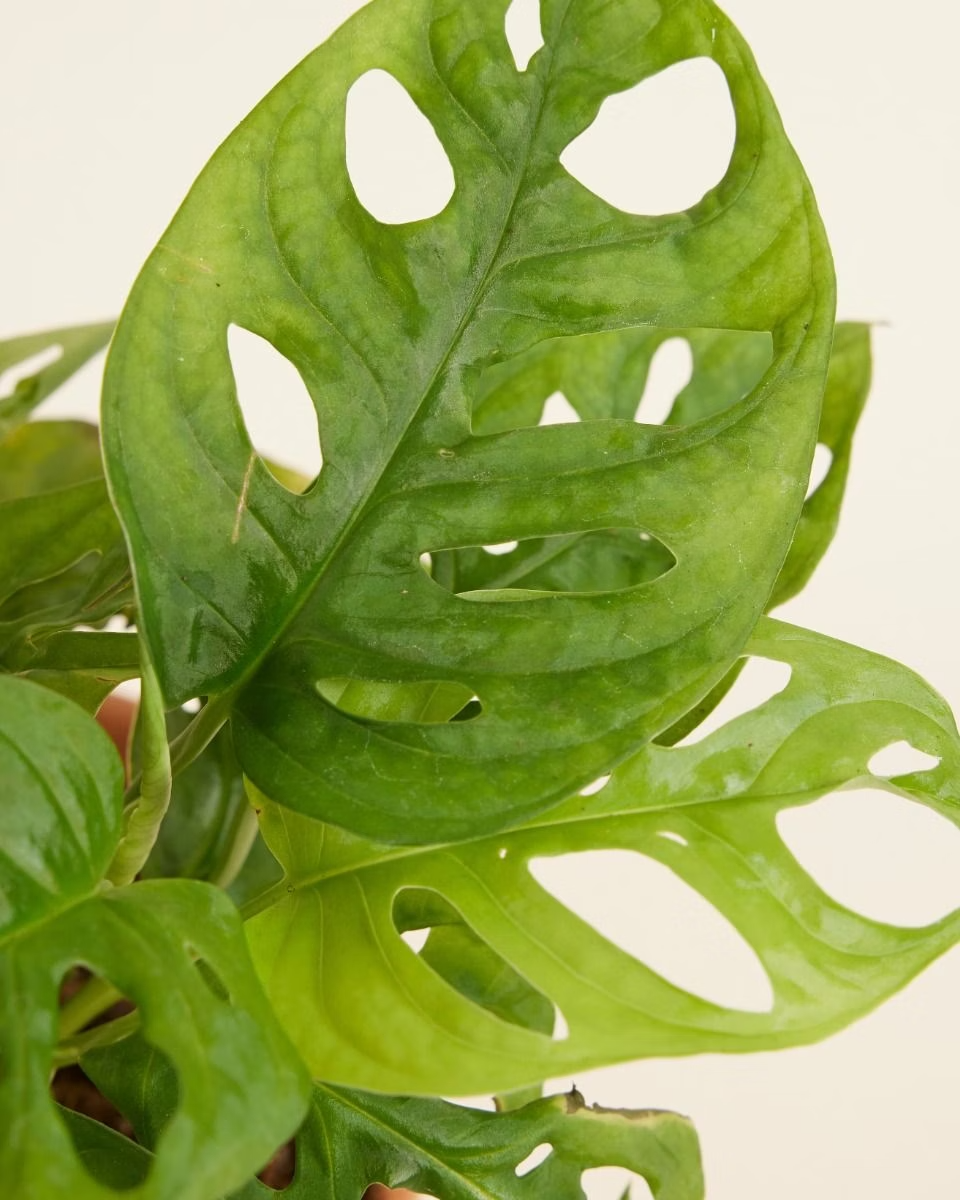 Monstera Adansonii - Monkey Mask مونستيرا أدونسي