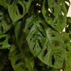 Monstera Adansonii Monkey Mask
