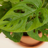 Monstera Adansonii - Monkey Mask مونستيرا أدونسي
