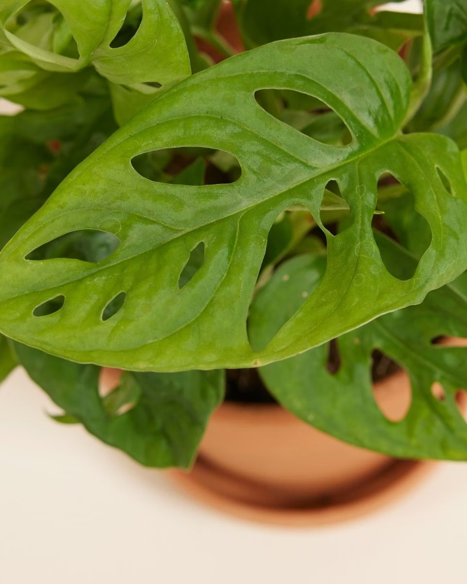 Monstera Adansonii - Monkey Mask مونستيرا أدونسي