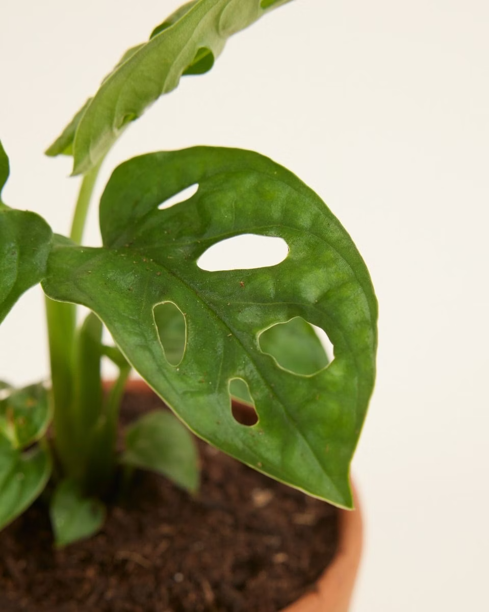 Baby Monstera Adansonii مونستيرا أدونسي