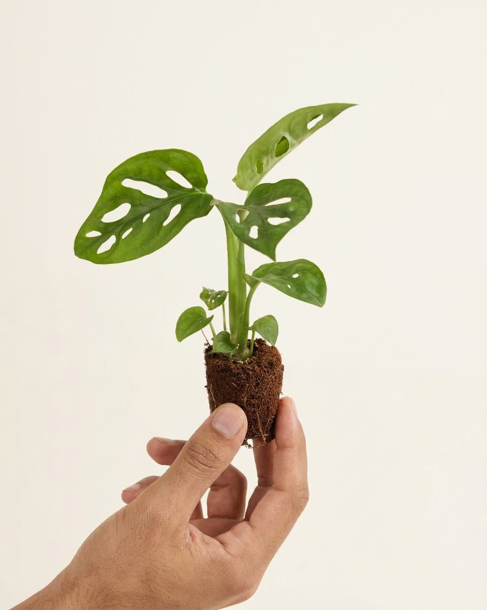 Baby Monstera Adansonii مونستيرا أدونسي