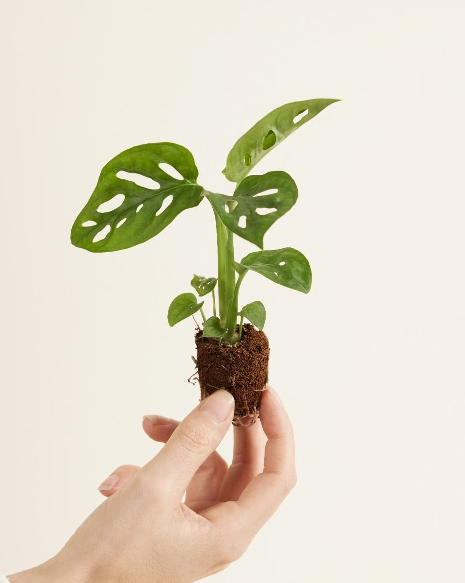 Baby Monstera Adansonii مونستيرا أدونسي