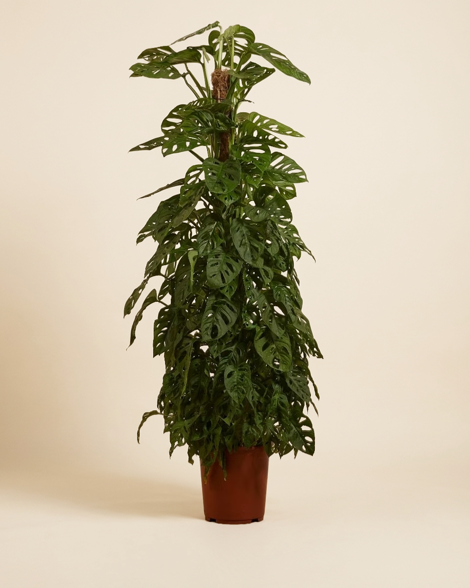 Monstera Adansonii Monkey Mask