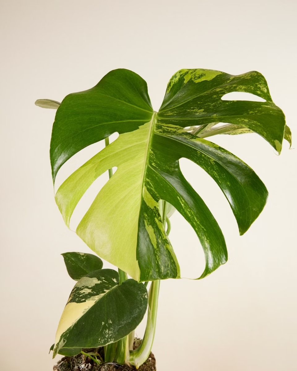 Monstera Deliciosa Aurea (A-Grade)