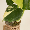 Monstera Deliciosa Aurea (A-Grade)