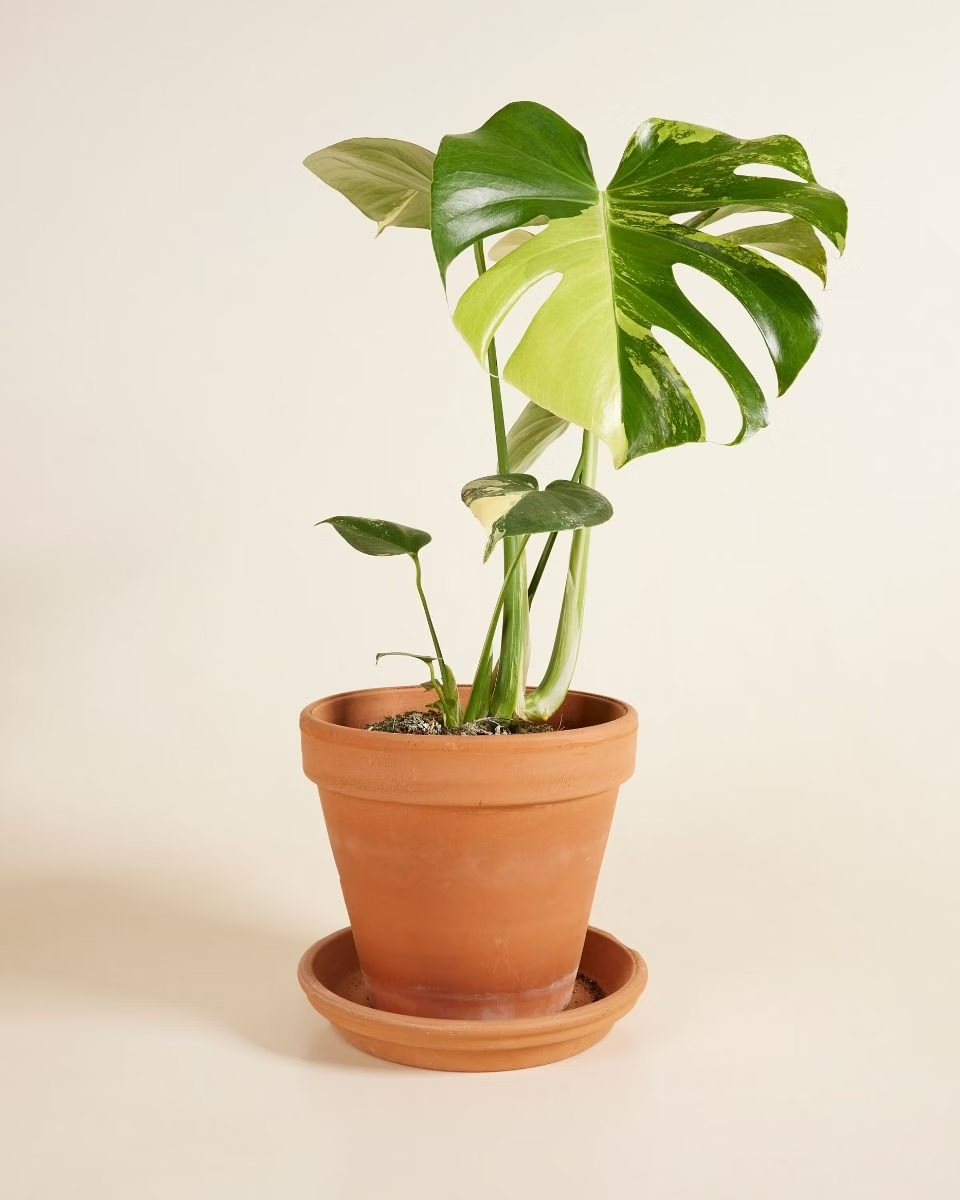 Monstera Deliciosa Aurea (A-Grade)
