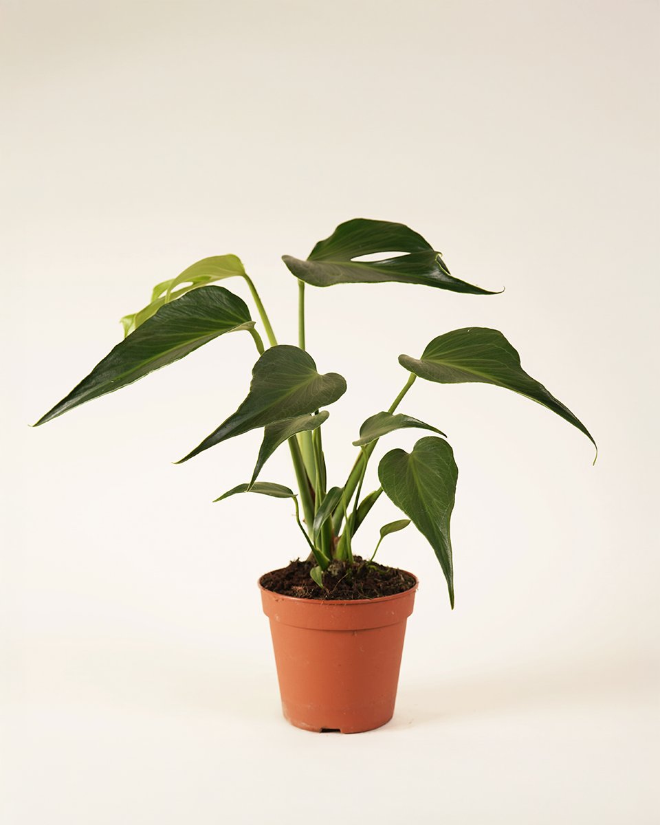 Monstera Burle Marx Flame  مونستيرة فليم