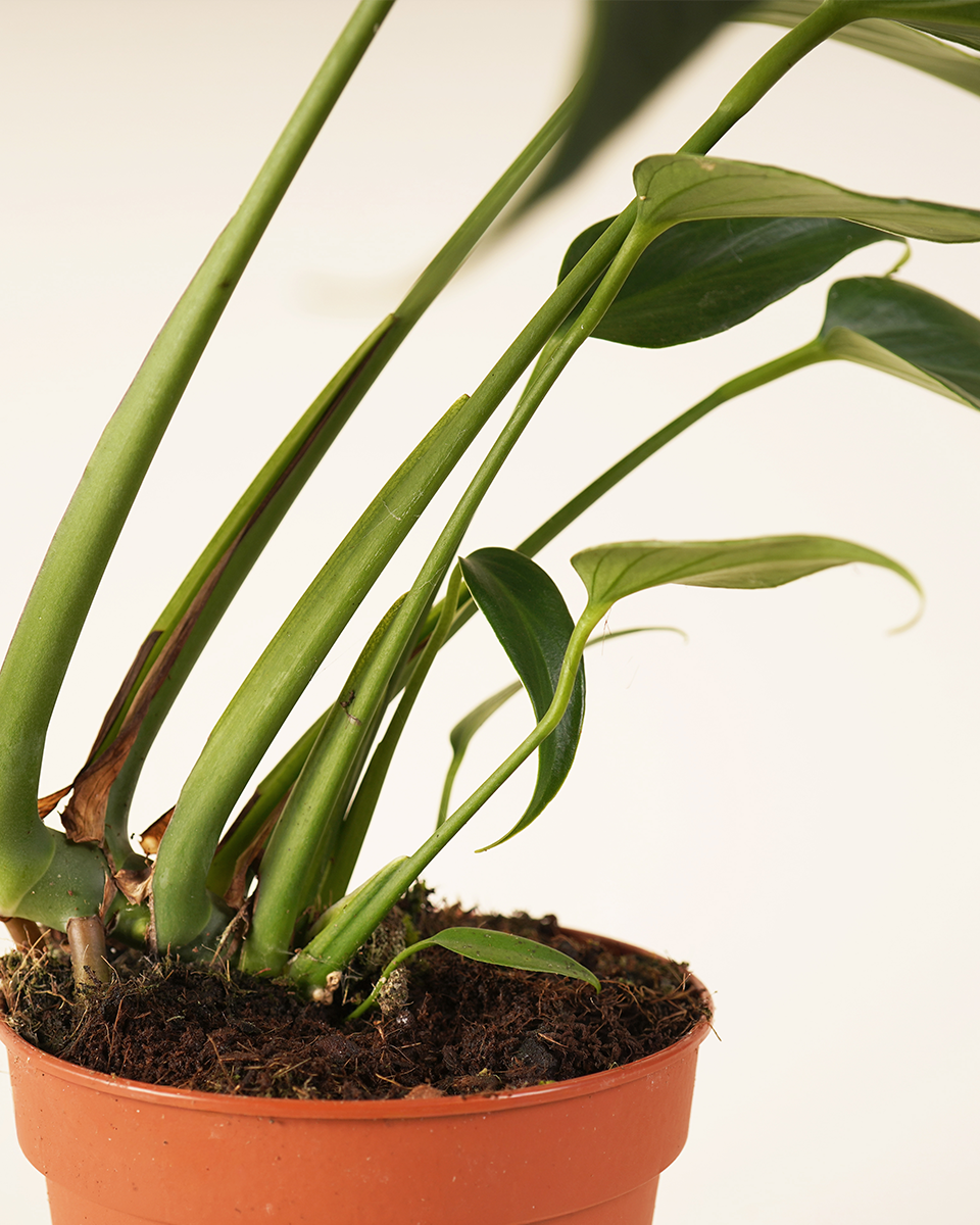 Monstera Burle Marx Flame  مونستيرة فليم