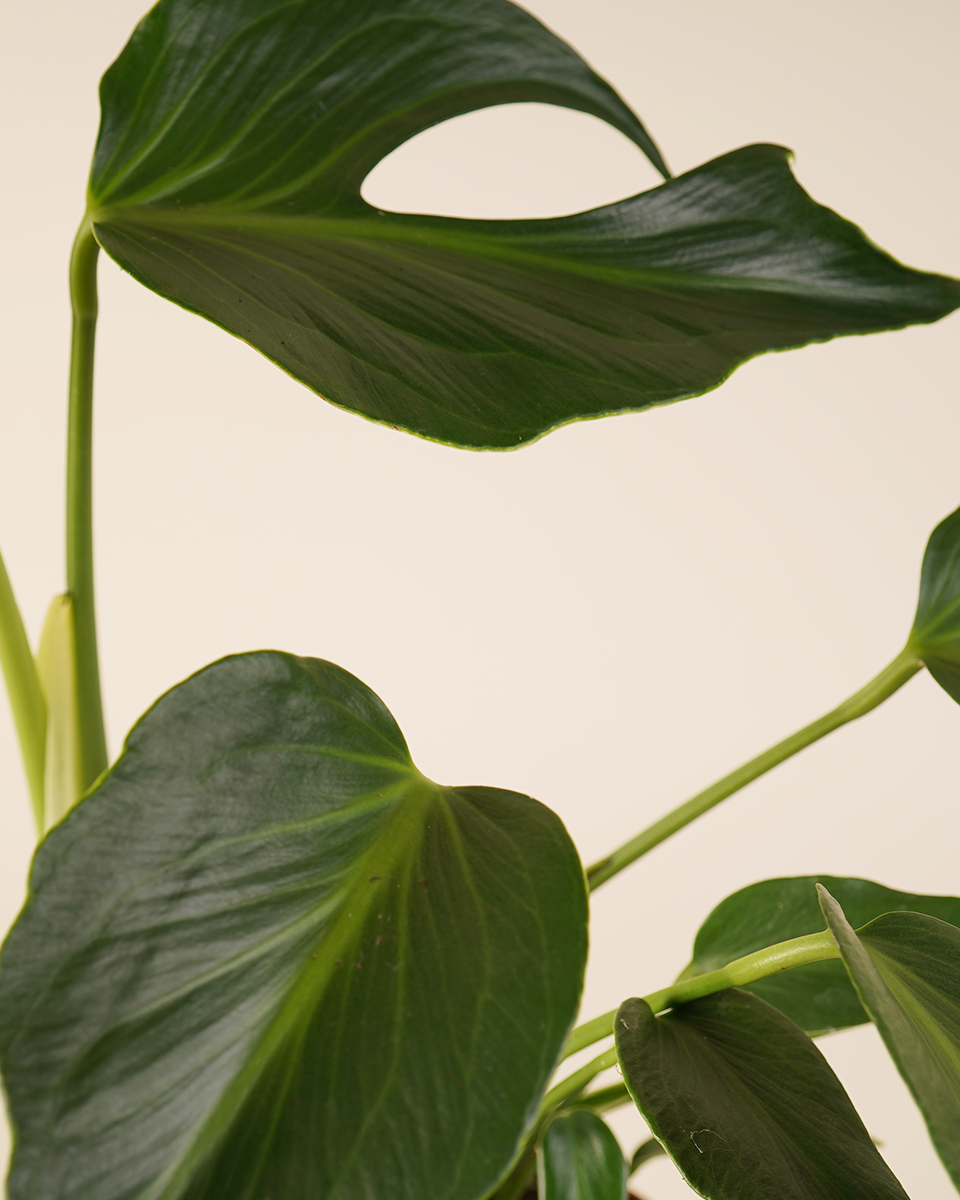 Monstera Burle Marx Flame  مونستيرة فليم