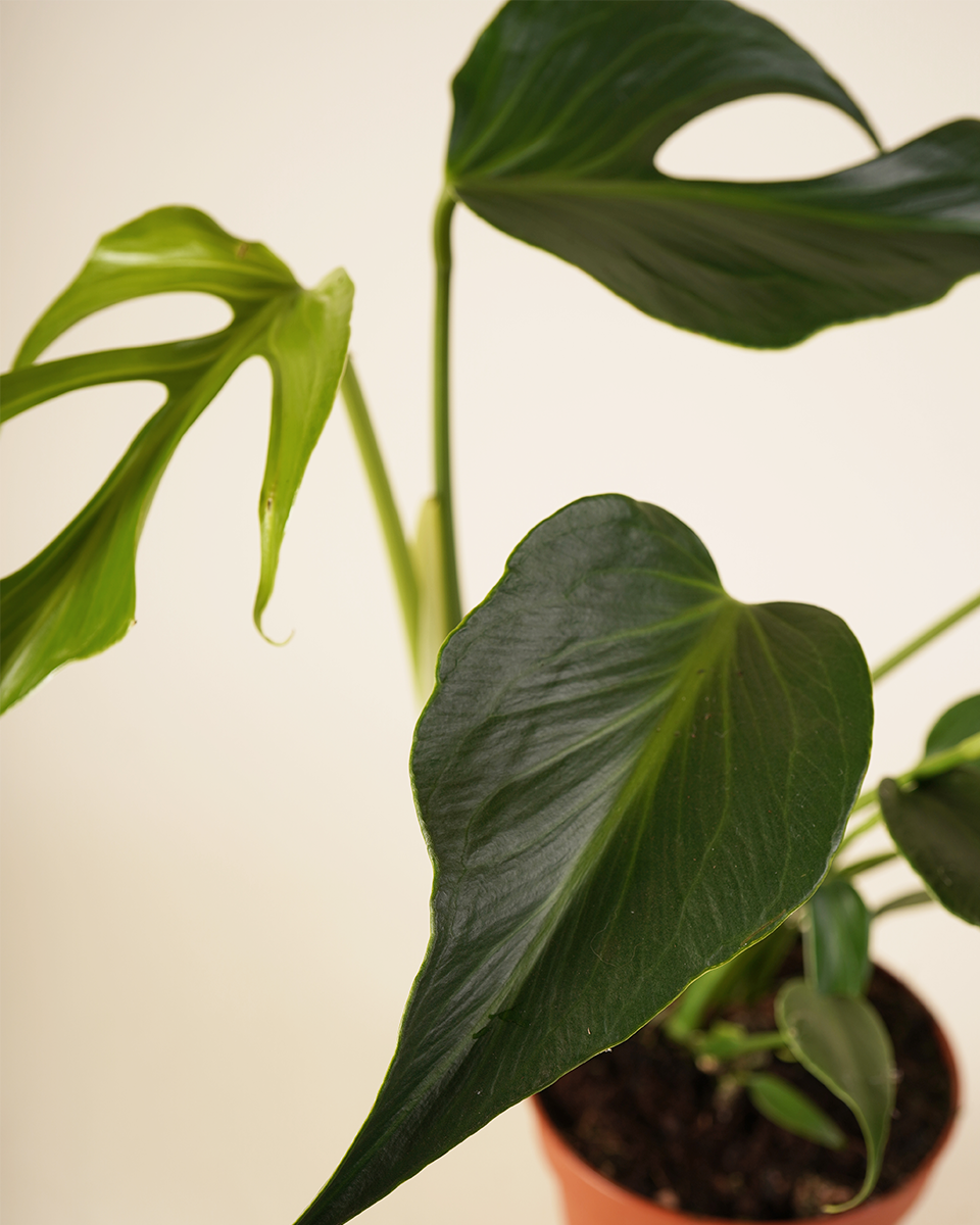 شعلة بورل ماركس