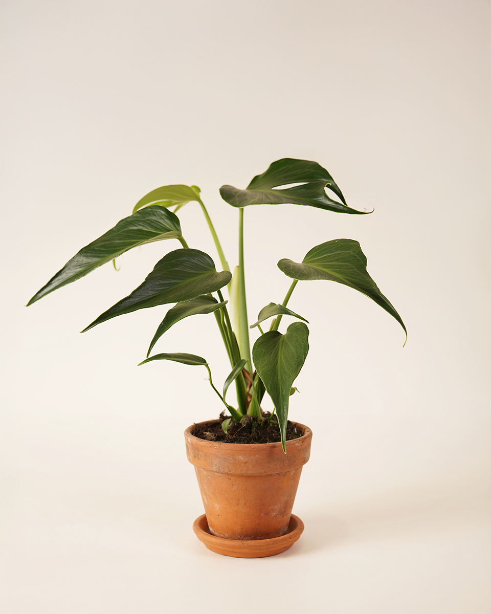 شعلة بورل ماركس