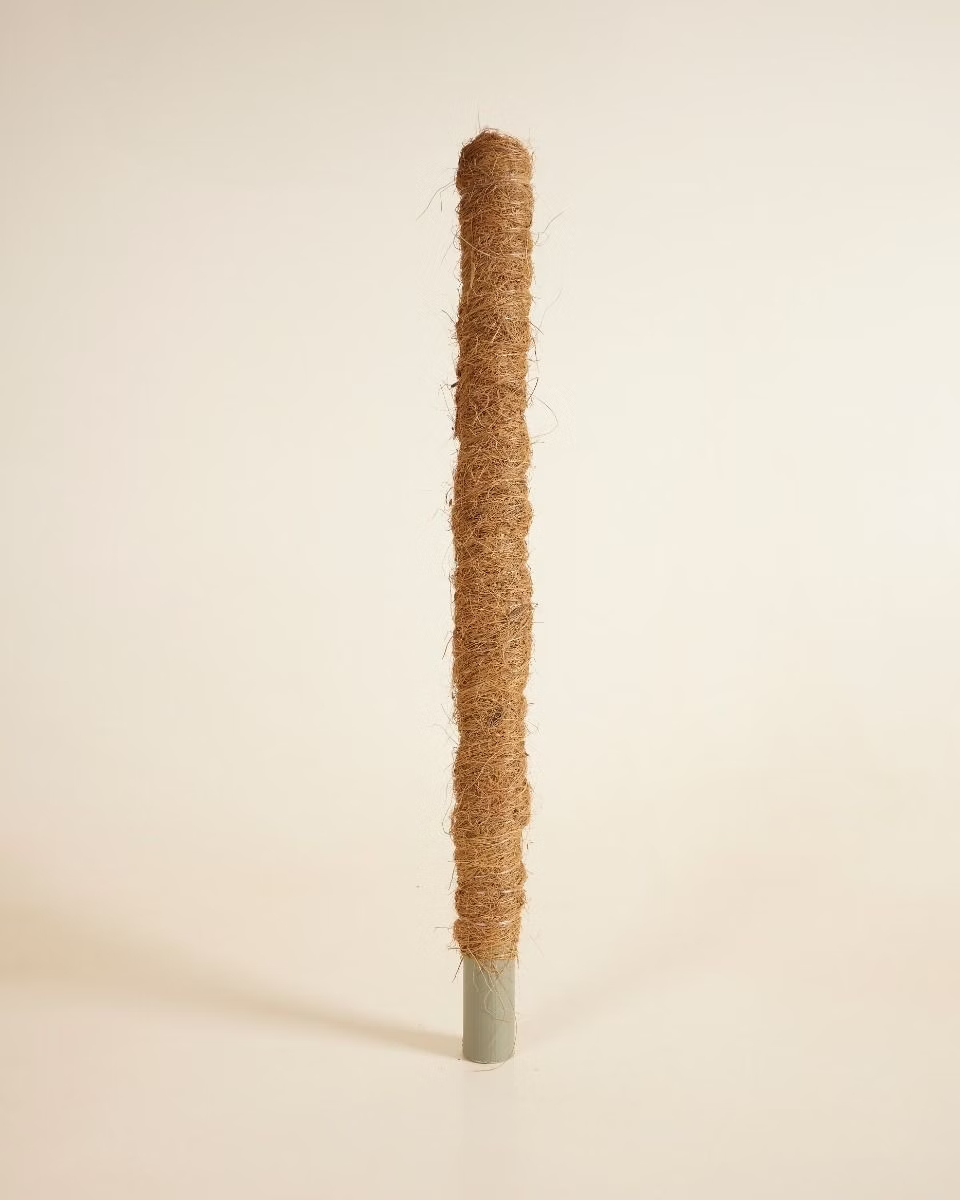 Dry Moss Pole دعامات نباتات داخلية