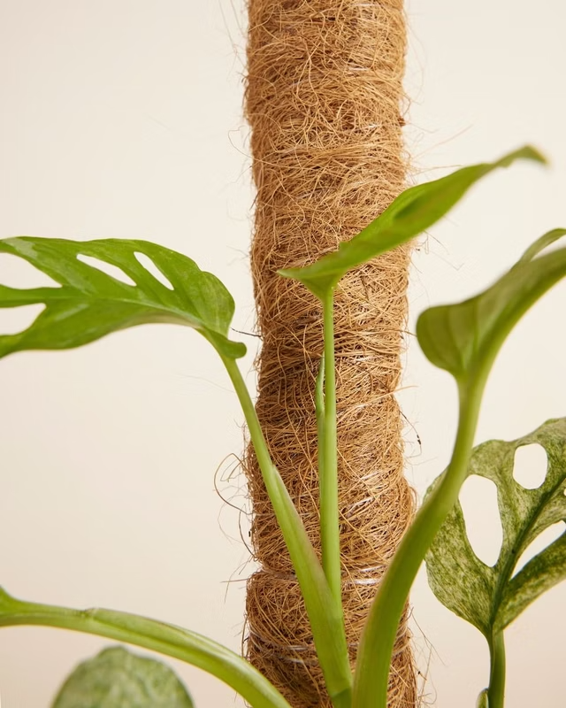 Dry Moss Pole دعامات نباتات داخلية