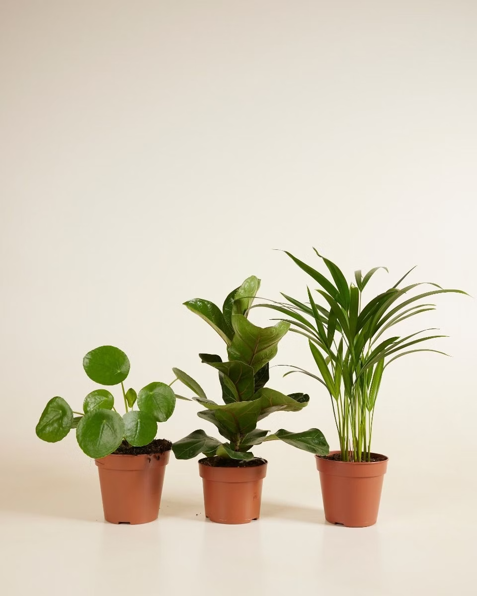 مجموعة أساسية لا غنى عنها (Must Have Set)