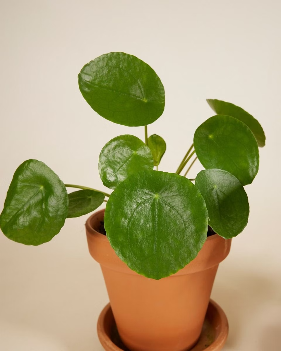 مجموعة أساسية لا غنى عنها (Must Have Set)