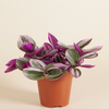 Tradescantia Nanouk (Fantasy Venice)